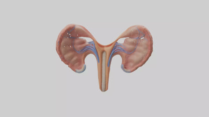3D model Human Fallopian Tubes Model VR / AR / low-poly