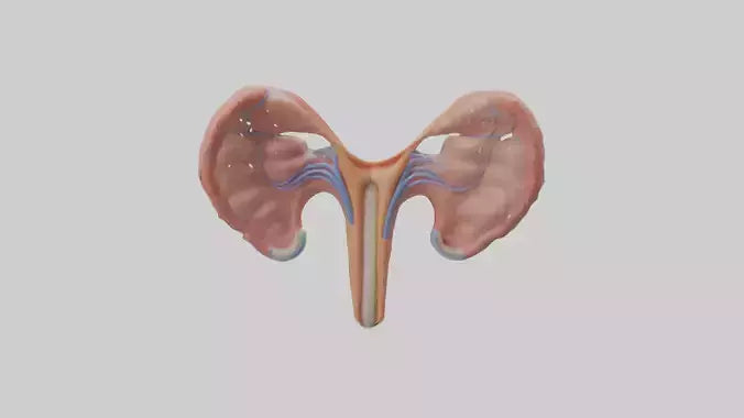 3D model Human Fallopian Tubes Model VR / AR / low-poly