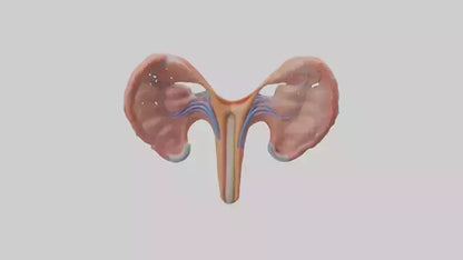 3D model Human Fallopian Tubes Model VR / AR / low-poly