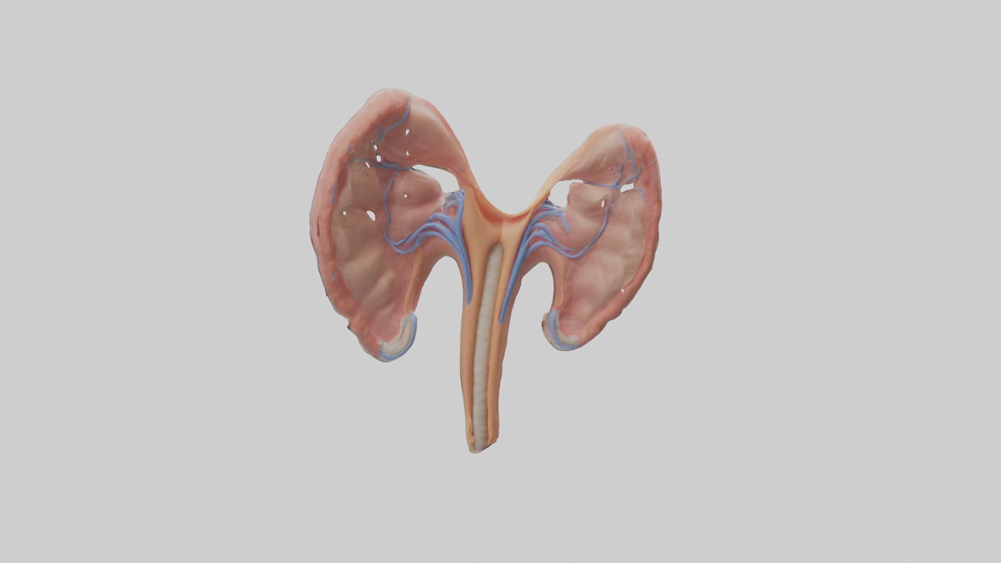 3D model Human Fallopian Tubes Model VR / AR / low-poly