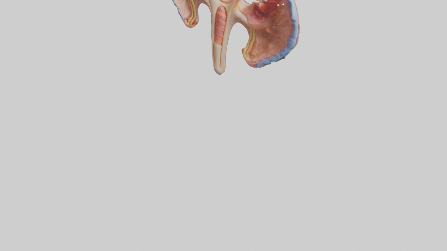 3D model Human Fallopian Tubes Model VR / AR / low-poly