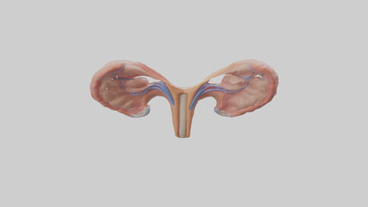 3D model Human Fallopian Tubes Model VR / AR / low-poly