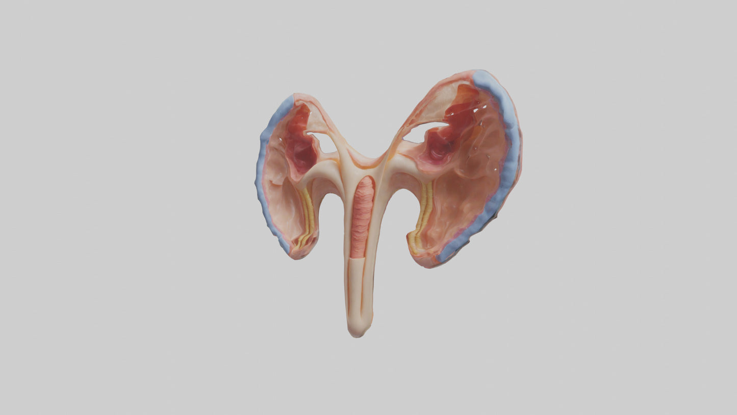 3D model Human Fallopian Tubes Model VR / AR / low-poly