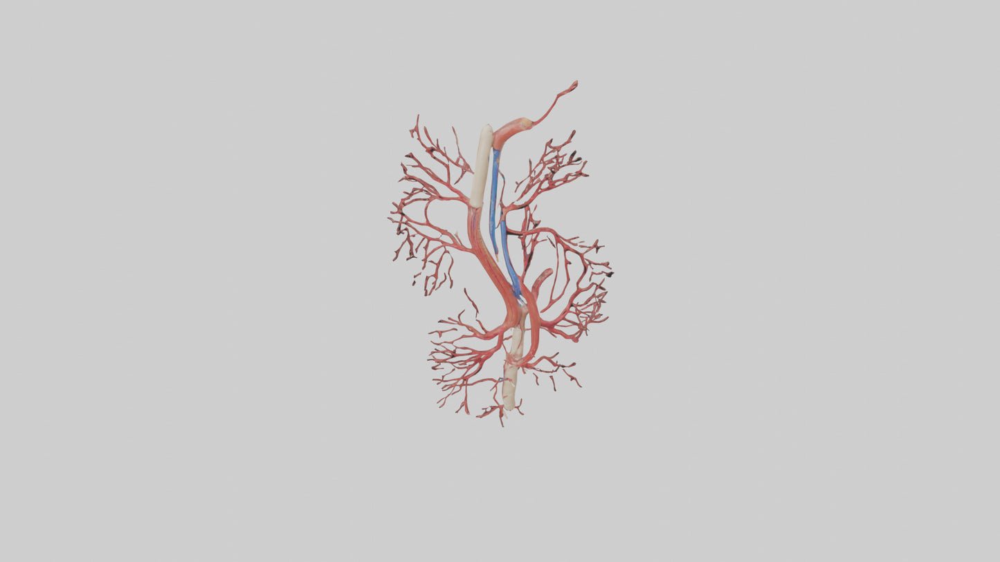 Human Femoral Artery Model VR / AR / low-poly