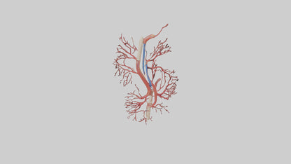 Human Femoral Artery Model VR / AR / low-poly
