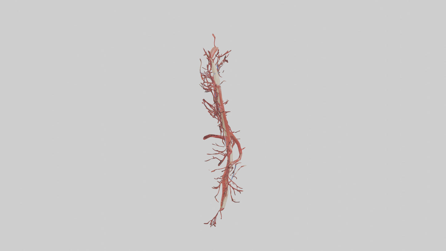 Human Femoral Artery Model VR / AR / low-poly