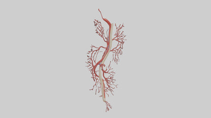 Human Femoral Artery Model VR / AR / low-poly