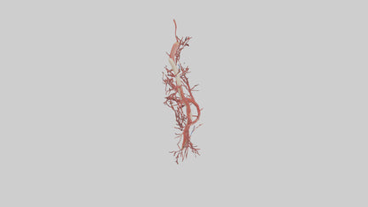 Human Femoral Artery Model VR / AR / low-poly