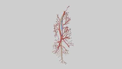 Human Femoral Artery Model VR / AR / low-poly