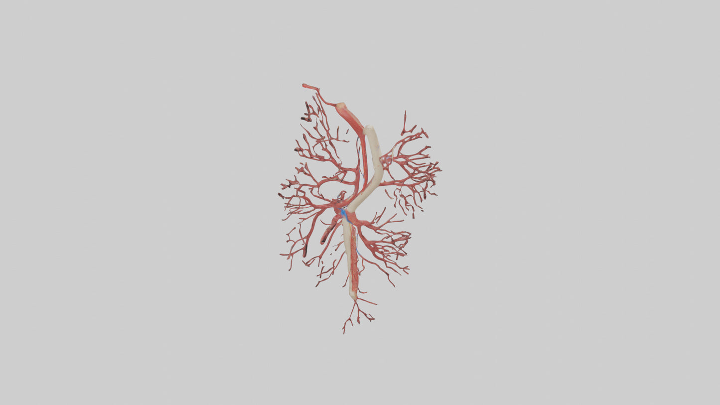 Human Femoral Artery Model VR / AR / low-poly