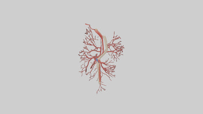 Human Femoral Artery Model VR / AR / low-poly