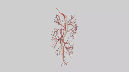 Human Femoral Artery Model VR / AR / low-poly