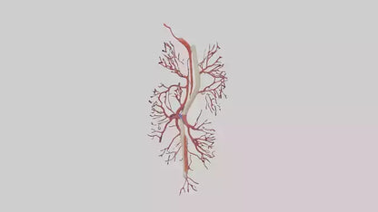 Human Femoral Artery Model VR / AR / low-poly