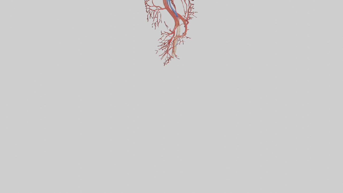 Human Femoral Artery Model VR / AR / low-poly