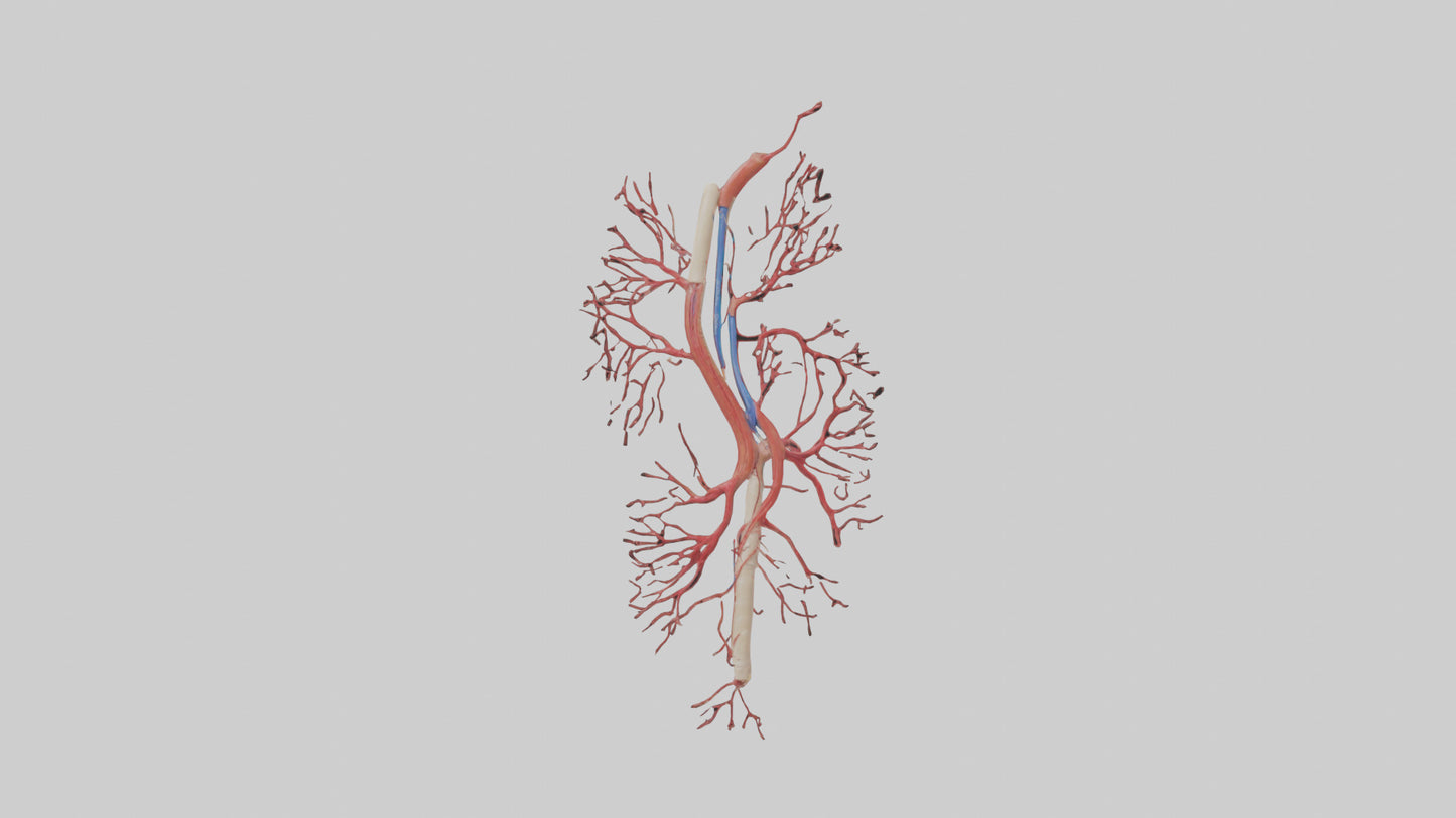Human Femoral Artery Model VR / AR / low-poly