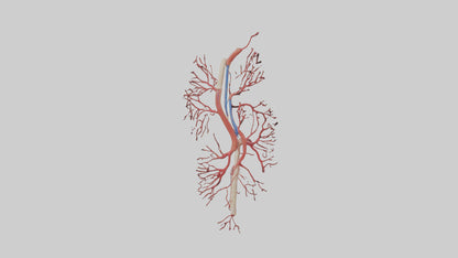 Human Femoral Artery Model VR / AR / low-poly
