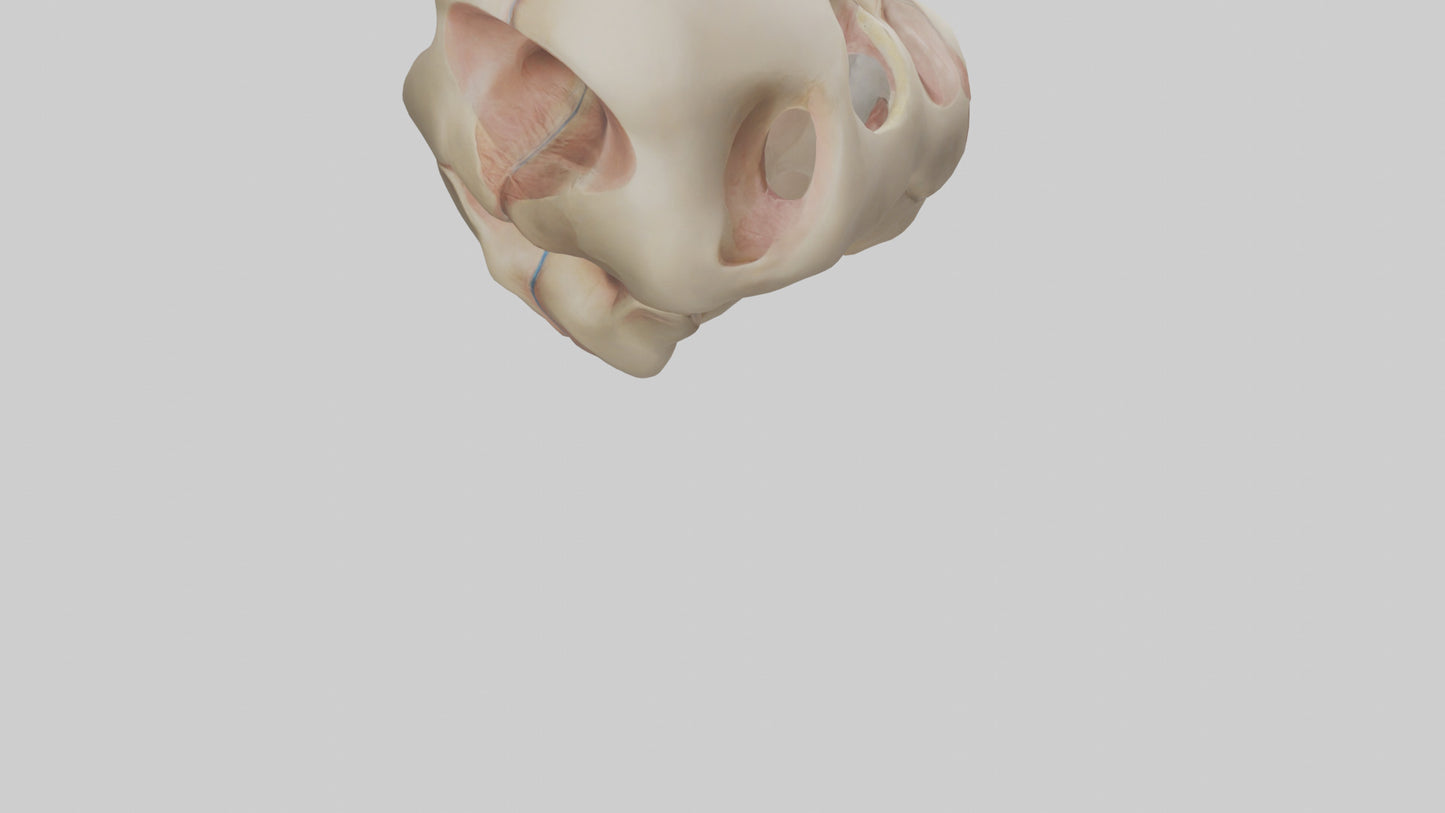 3D model Human Femoral Head Model VR / AR / low-poly