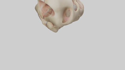 3D model Human Femoral Head Model VR / AR / low-poly