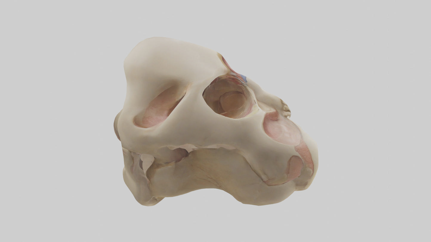 3D model Human Femoral Head Model VR / AR / low-poly