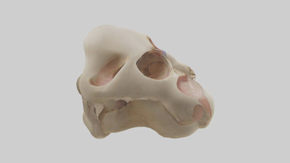 3D model Human Femoral Head Model VR / AR / low-poly