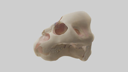 3D model Human Femoral Head Model VR / AR / low-poly