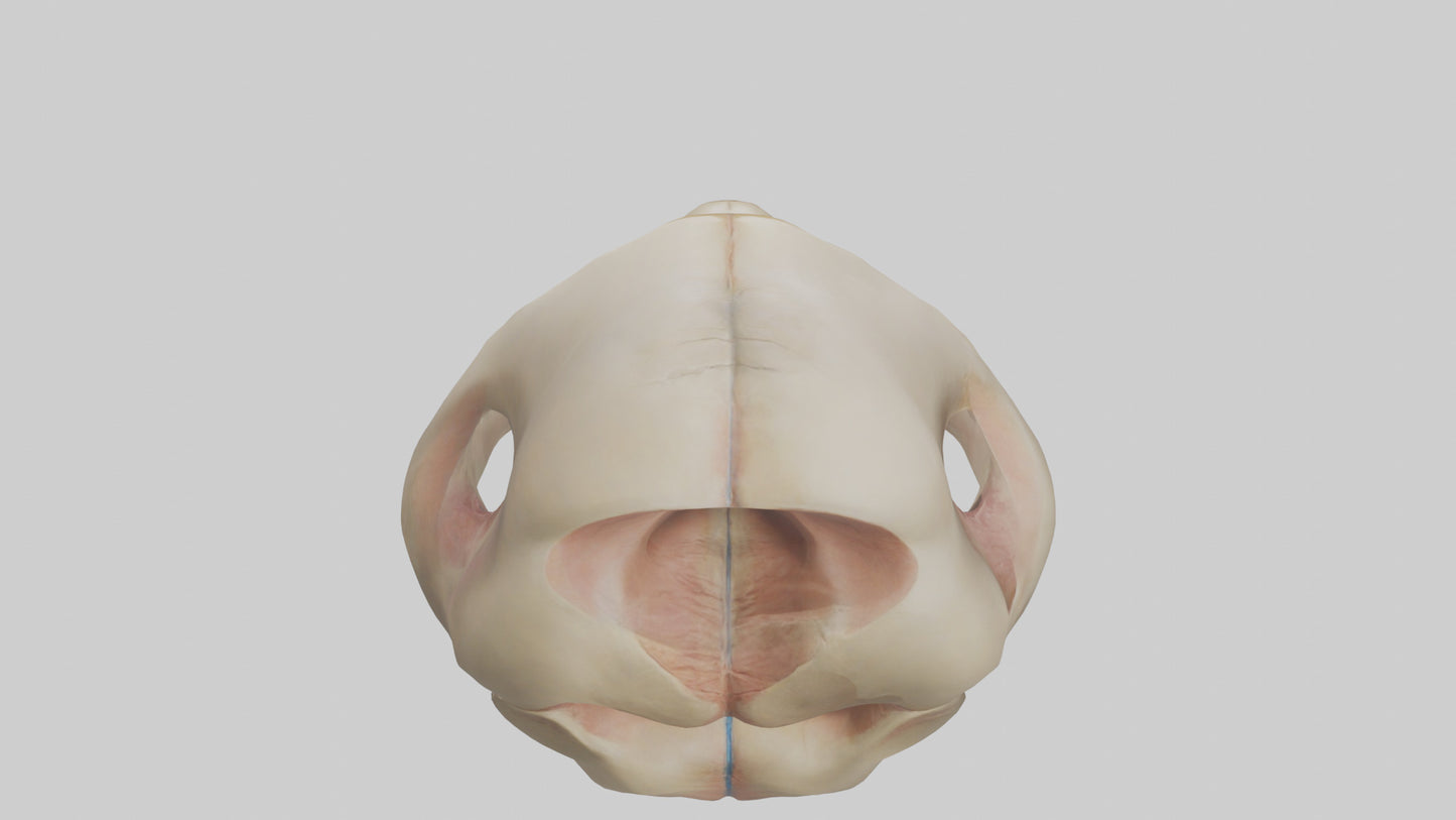 3D model Human Femoral Head Model VR / AR / low-poly