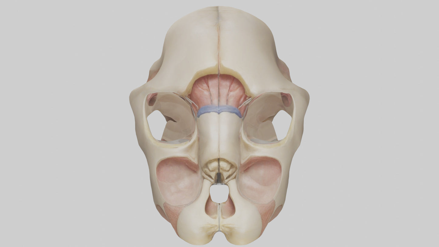 3D model Human Femoral Head Model VR / AR / low-poly