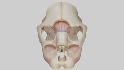 3D model Human Femoral Head Model VR / AR / low-poly