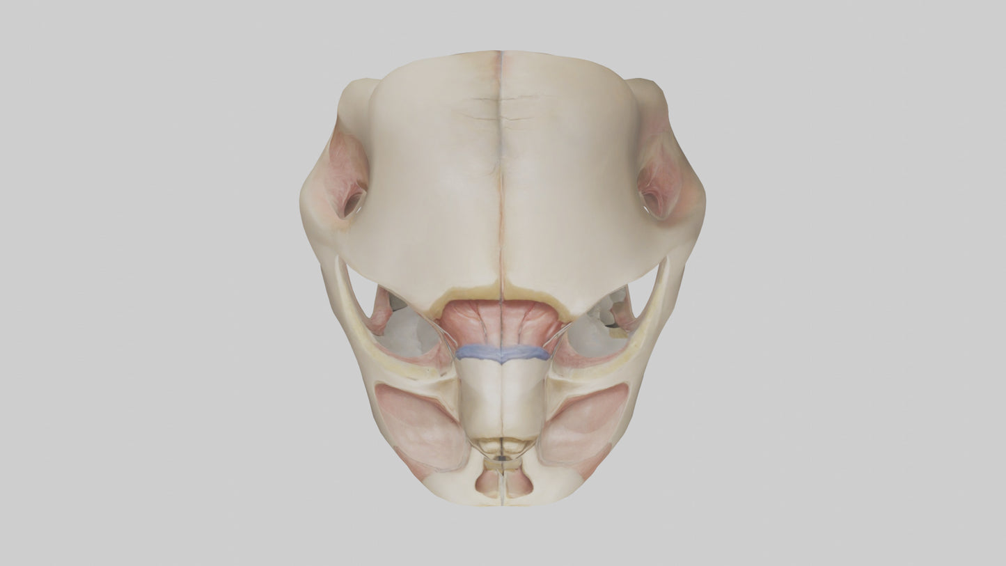 3D model Human Femoral Head Model VR / AR / low-poly