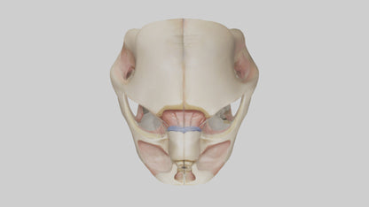 3D model Human Femoral Head Model VR / AR / low-poly