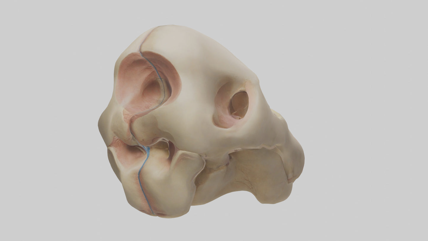3D model Human Femoral Head Model VR / AR / low-poly