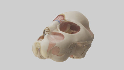 3D model Human Femoral Head Model VR / AR / low-poly
