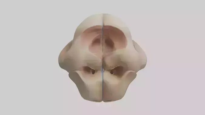 3D model Human Femoral Head Model VR / AR / low-poly