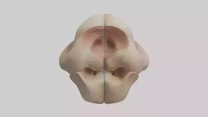 3D model Human Femoral Head Model VR / AR / low-poly