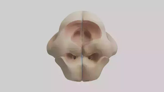 3D model Human Femoral Head Model VR / AR / low-poly