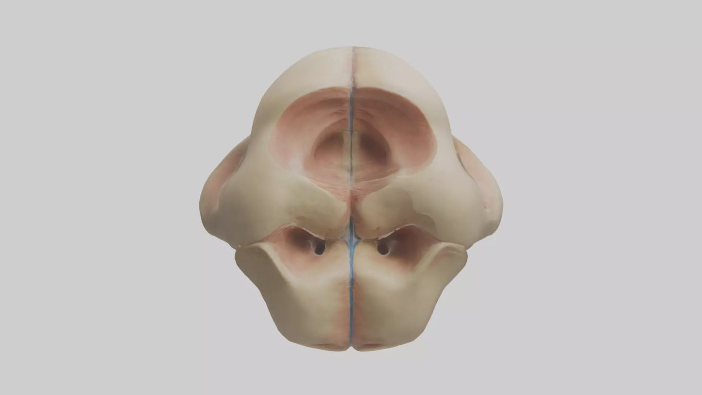 3D model Human Femoral Head Model VR / AR / low-poly