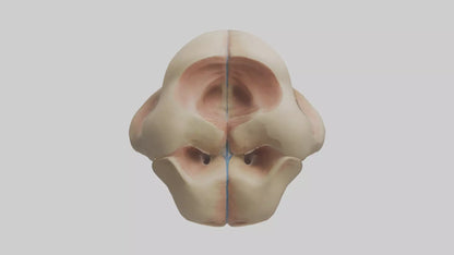 3D model Human Femoral Head Model VR / AR / low-poly