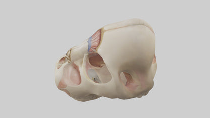 3D model Human Femoral Head Model VR / AR / low-poly