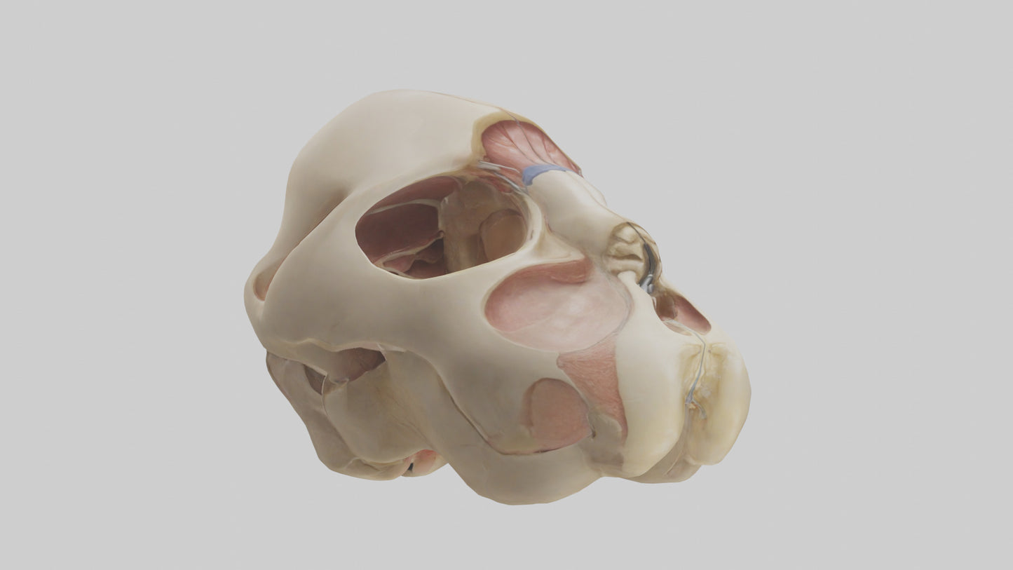 3D model Human Femoral Head Model VR / AR / low-poly