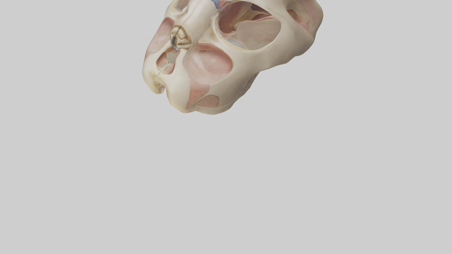 3D model Human Femoral Head Model VR / AR / low-poly