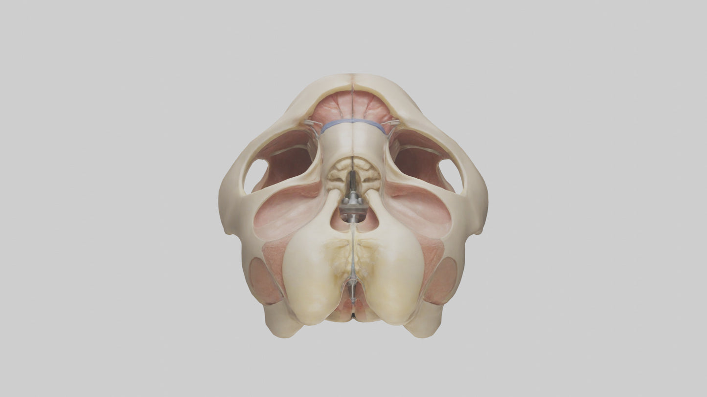 3D model Human Femoral Head Model VR / AR / low-poly