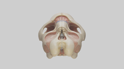 3D model Human Femoral Head Model VR / AR / low-poly