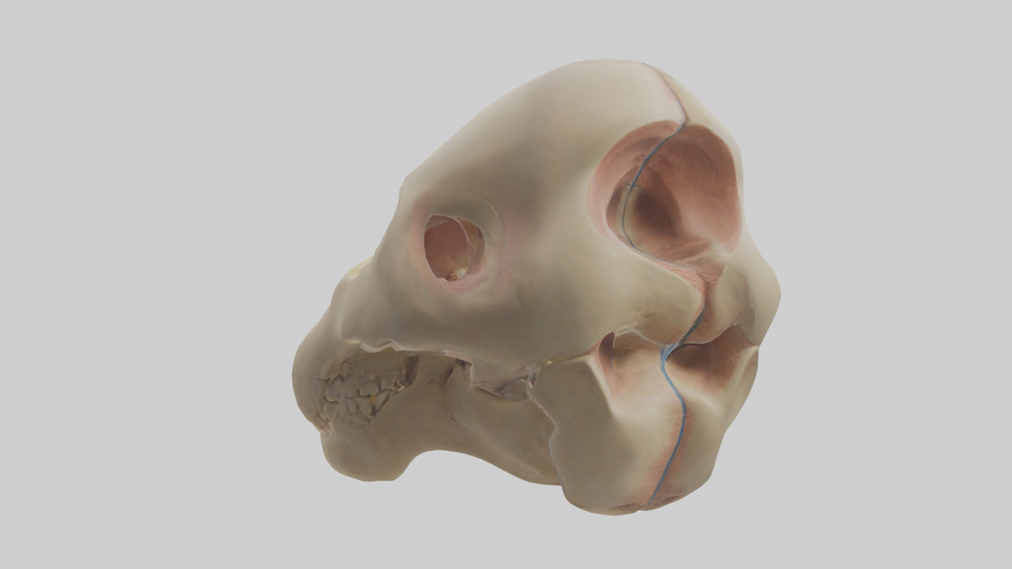 3D model Human Femoral Head Model VR / AR / low-poly