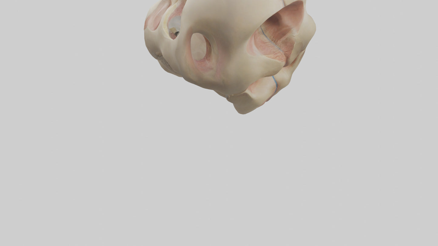 3D model Human Femoral Head Model VR / AR / low-poly