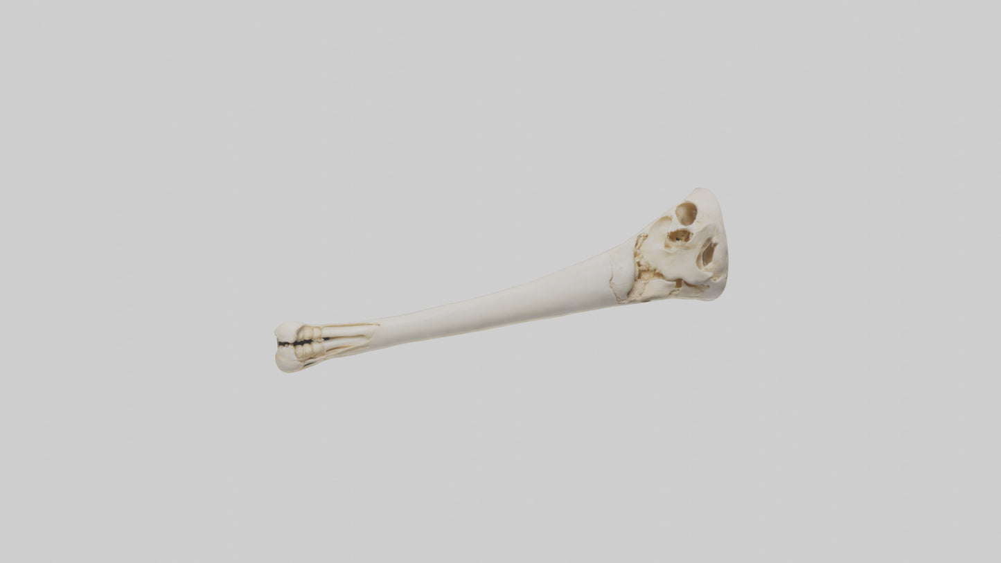 Human Femur Bone Model VR / AR / low-poly