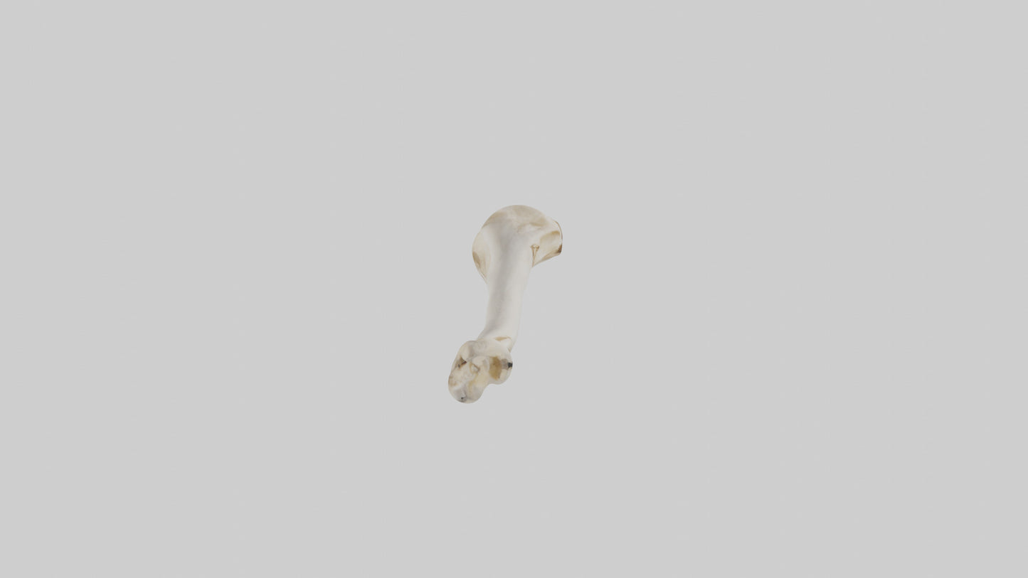 Human Femur Bone Model VR / AR / low-poly