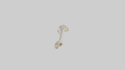 Human Femur Bone Model VR / AR / low-poly