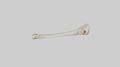 Human Femur Bone Model VR / AR / low-poly