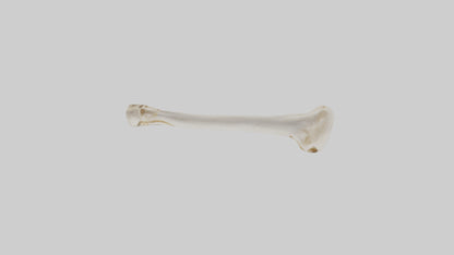 Human Femur Bone Model VR / AR / low-poly