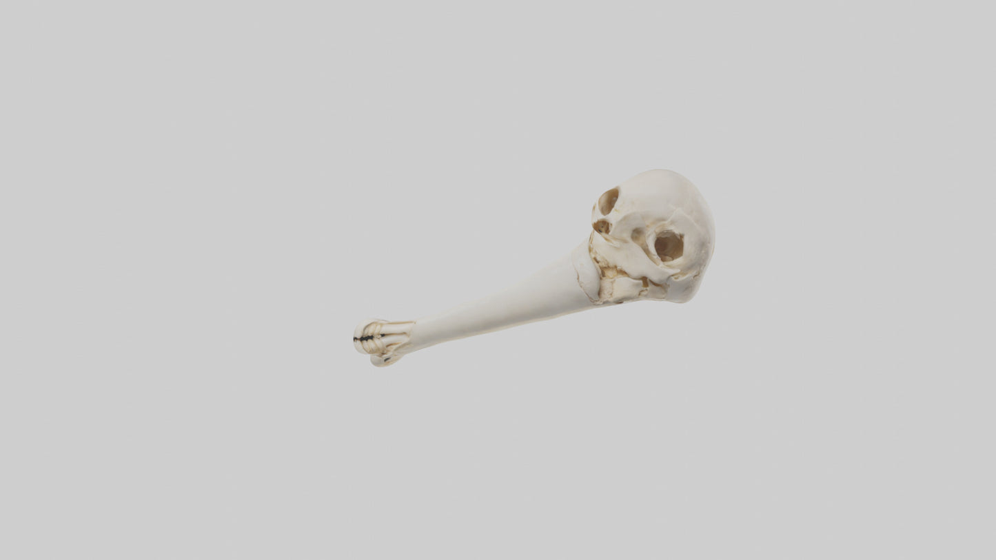Human Femur Bone Model VR / AR / low-poly